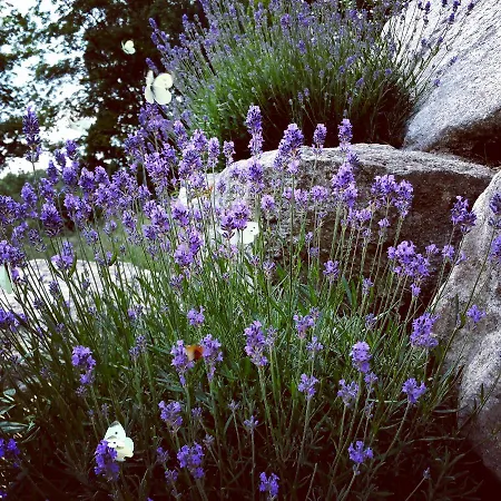 Uroczysko Starych Sztolni 3* Schreiberhau